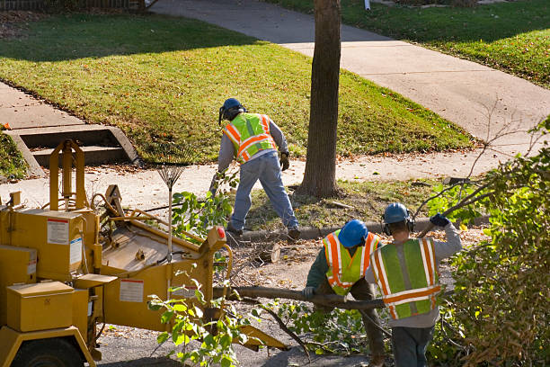 How Our Tree Care Process Works  in  Wenatchee, WA